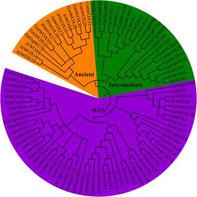 Genome-Wide Identification of the Physic Nut WUSCHEL-Related Homeobox Gene Family and Functional Analysis of the Abiotic Stress Responsive Gene JcWOX5